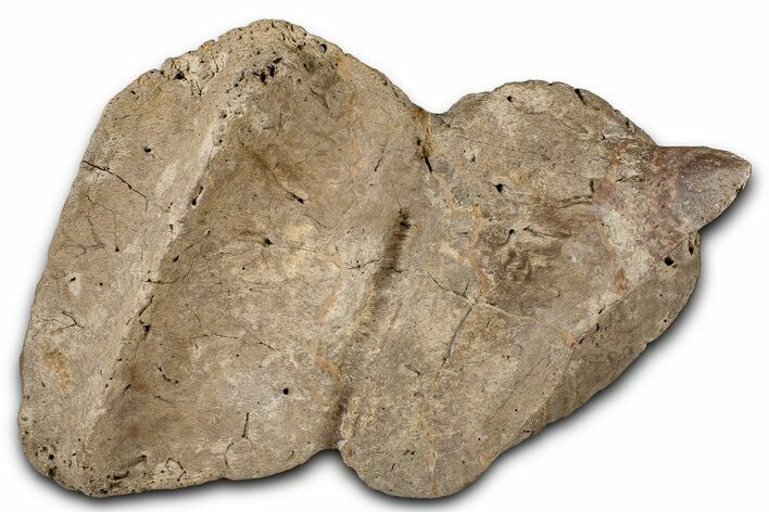 Fossil Dinosaur (Ankylosaurus) Osteoderm - Montana #380187